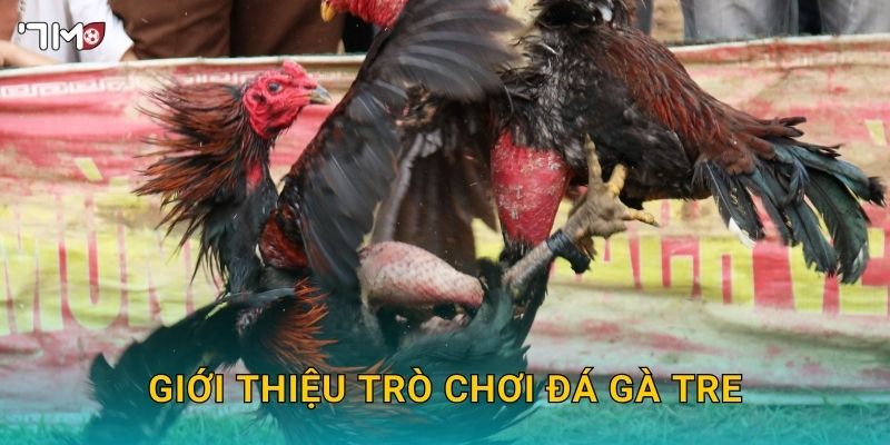 Đá Gà Tre 7M – Trải Nghiệm Đỉnh Cao Và Chiến Thuật Thắng Lớn 2 Giới thiệu trò chơi đá gà tre