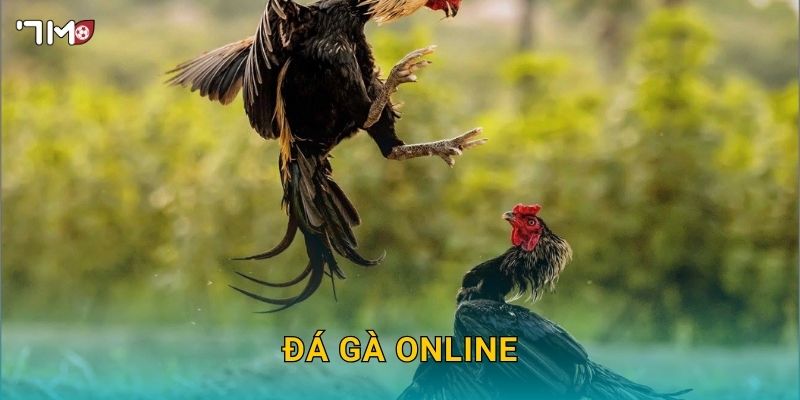 Đá Gà Online 7M – Xem Trực Tiếp, Cá Cược Và Thắng Lớn Dễ Dàng
