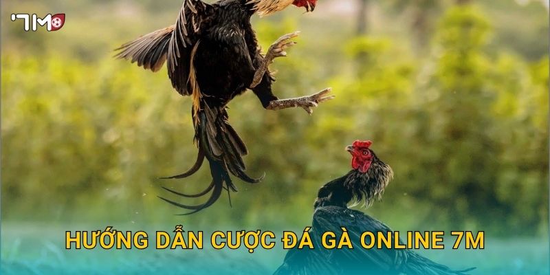 Đá Gà Online 7M – Xem Trực Tiếp, Cá Cược Và Thắng Lớn Dễ Dàng 3 Hướng dẫn cược đá gà online 7M