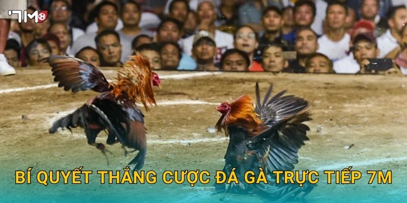 Đá Gà Trực Tiếp 7M – Trải Nghiệm Cá Cược Hấp Dẫn Mỗi Ngày 3 Bí quyết thắng cược đá gà trực tiếp 7M