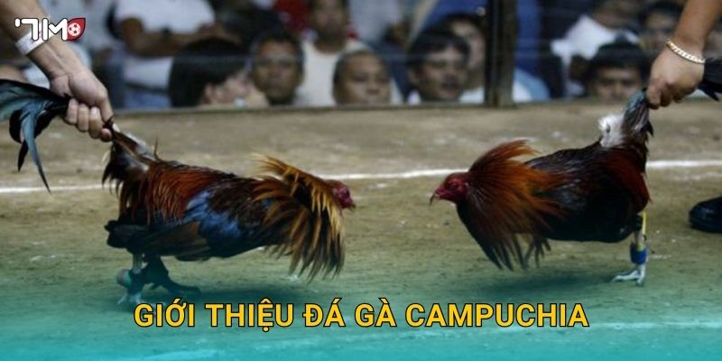 Đá Gà Campuchia 7M – Thế Giới Đấu Gà Đỉnh Cao Cho Cao Thủ Cá Cược 2 Giới thiệu đá gà Campuchia