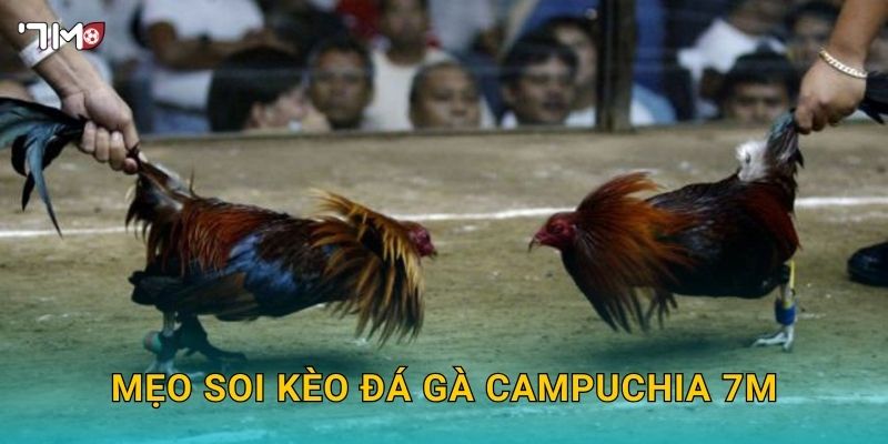 Đá Gà Campuchia 7M – Thế Giới Đấu Gà Đỉnh Cao Cho Cao Thủ Cá Cược 3 Mẹo soi kèo đá gà Campuchia 7M