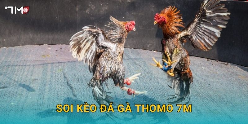 Soi kèo Đá gà Thomo 7M