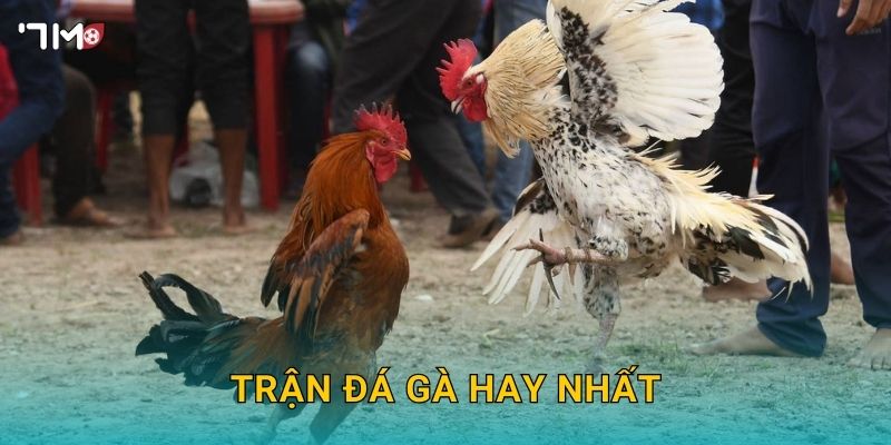 Trận Đá Gà Hay Nhất 7M – Tổng Hợp Những Khoảnh Khắc Đỉnh Cao