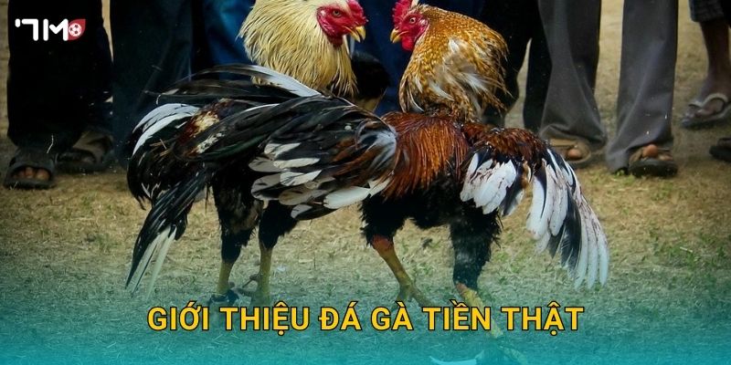 Đá Gà Tiền Thật 7M – Tham Gia Đặt Cược Và Nhận Thưởng Lớn Ngay 2 Giới thiệu đá gà tiền thật