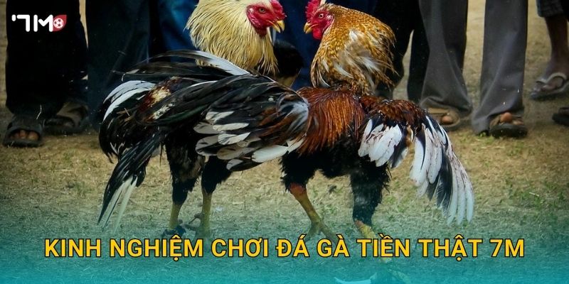 Đá Gà Tiền Thật 7M – Tham Gia Đặt Cược Và Nhận Thưởng Lớn Ngay 3 Kinh nghiệm chơi đá gà tiền thật 7M